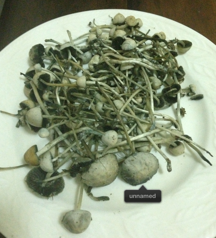 Picture of mushrooms